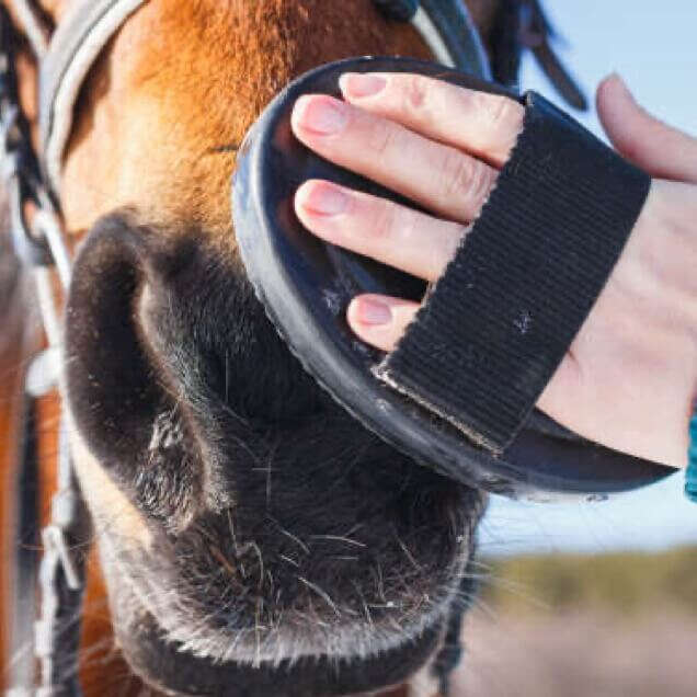 teaser pferdewelt pferdepflege